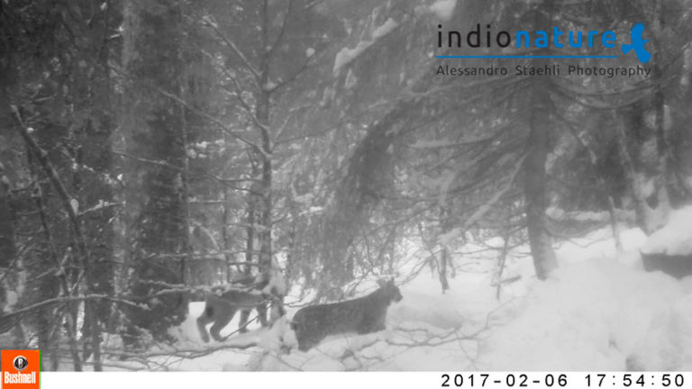 Lynx