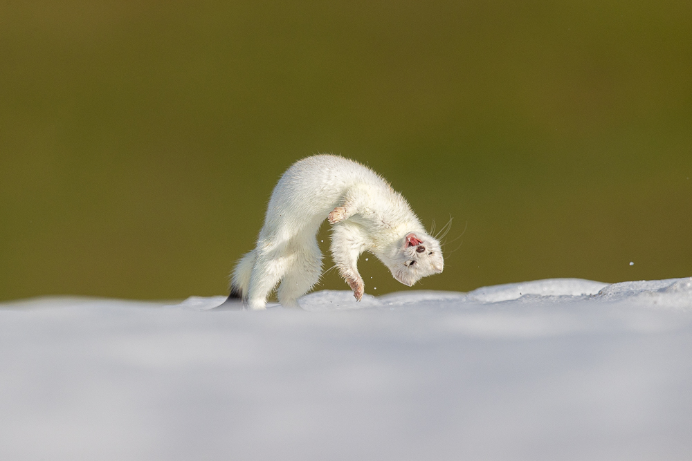 La photo de la semaine: la danse de l&rsquo;hermine