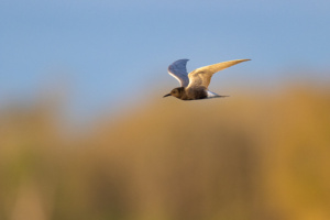 La photo de la semaine: les guifettes en migration