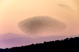 L&rsquo;apocalypse selon Sturnus, nouvelle galerie